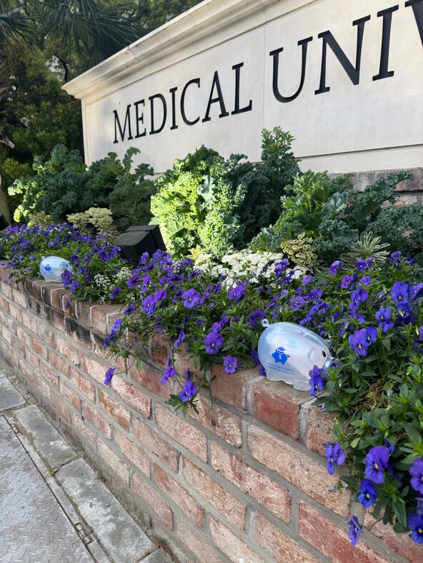 Clear piggy banks displayed among flowers along a brick wall with a Medical University of South Carolina sign.