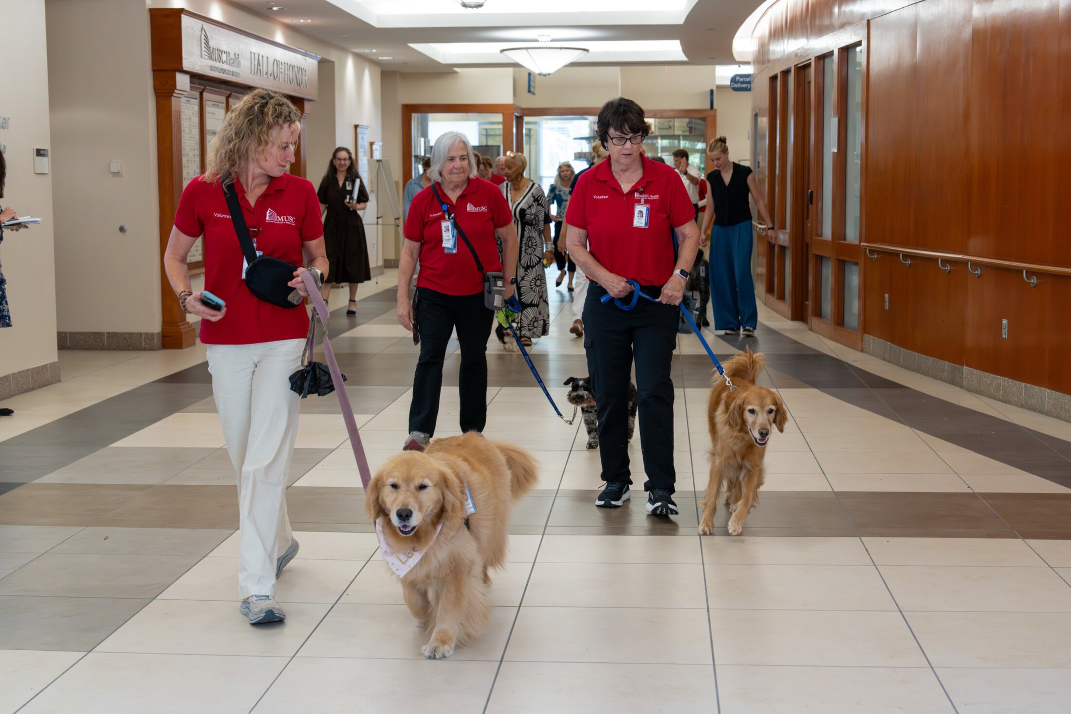 A group of volunteers in red polos and their dogs walk through the Hollings lobby.