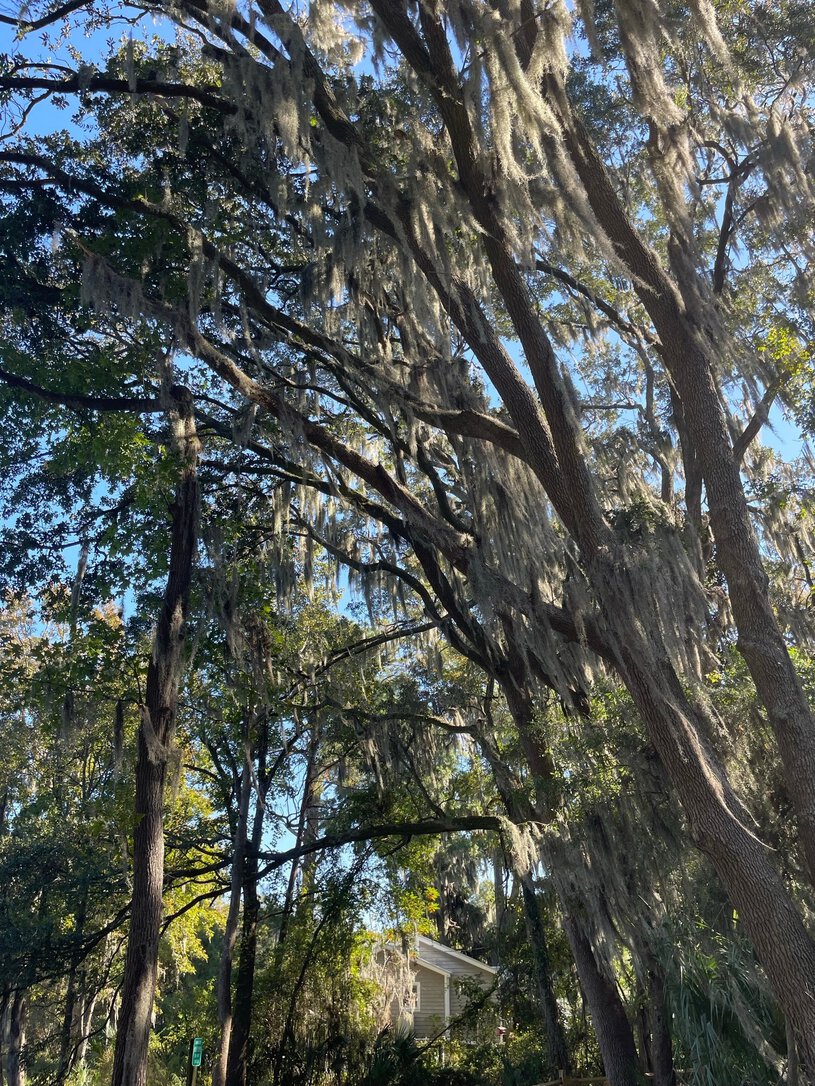 Spanish moss canopy over sunlit path, Cypress Wetlands, Port Royal, Beaufort County, South Carolina