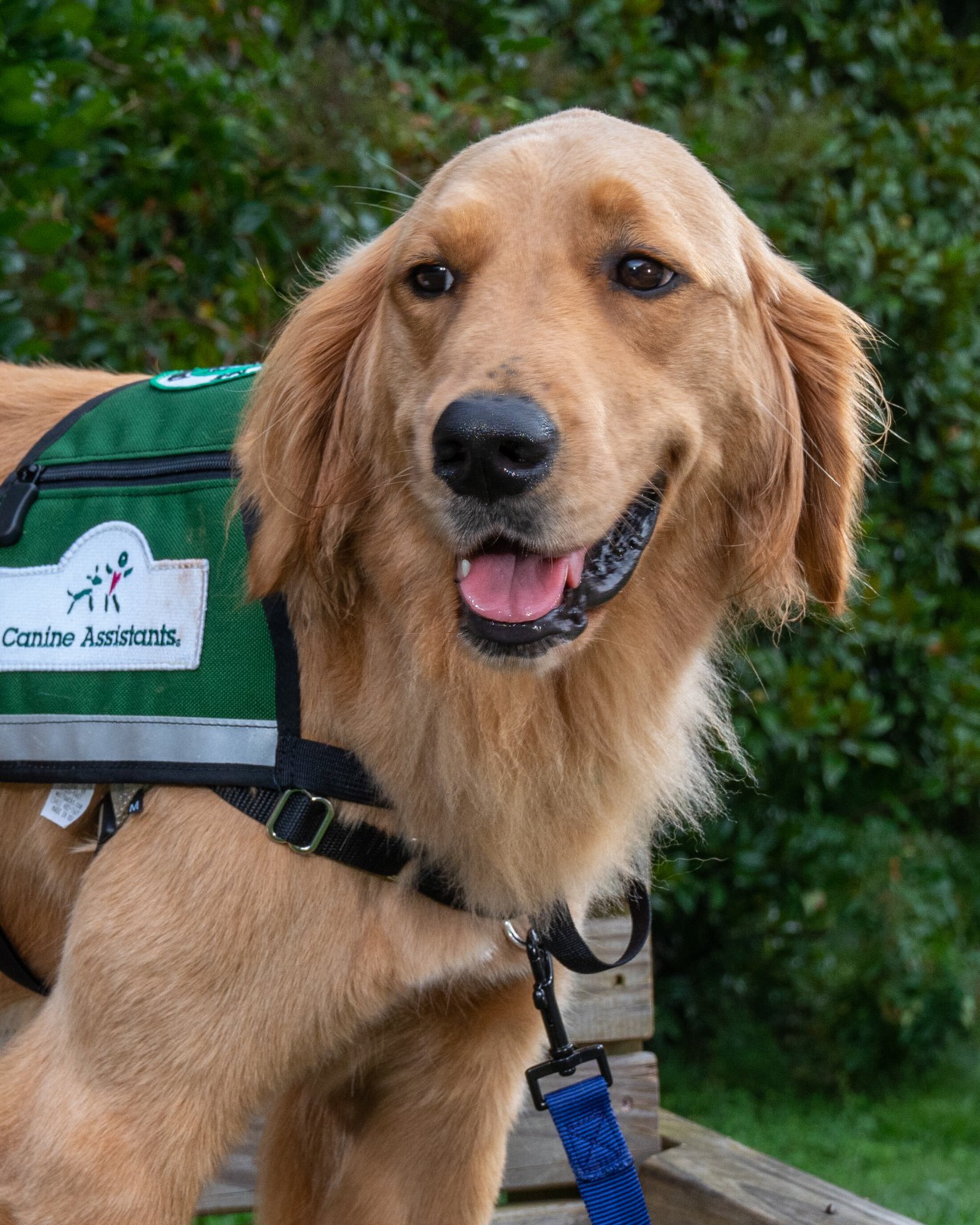 Agnes headshot therapy dog