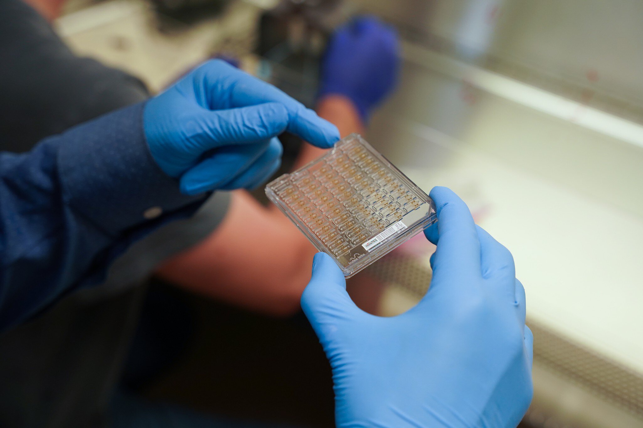 Cancer Biology & Immunology | MUSC Hollings Cancer Center