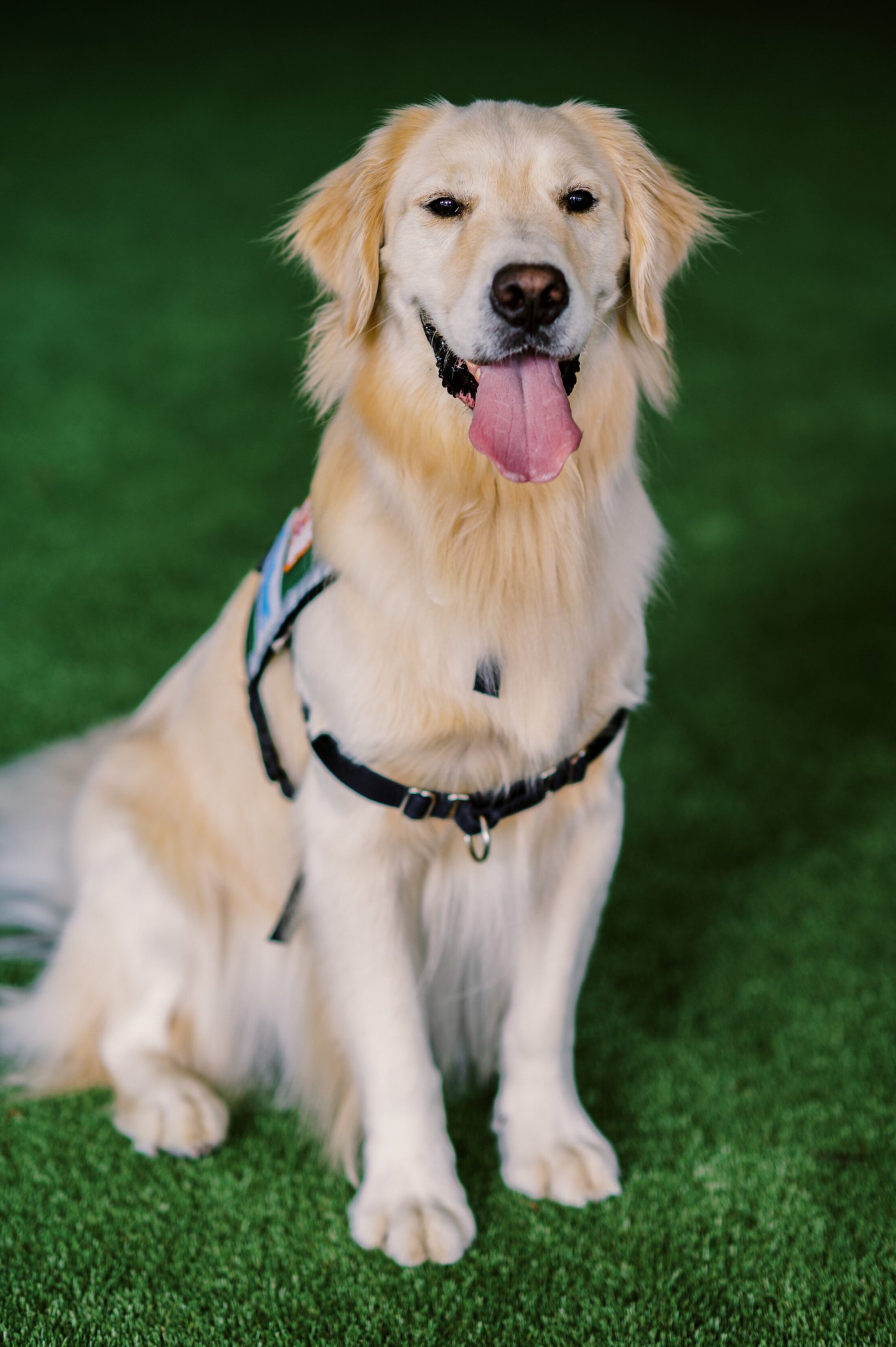 Baskin headshot SJCH Therapy Dog