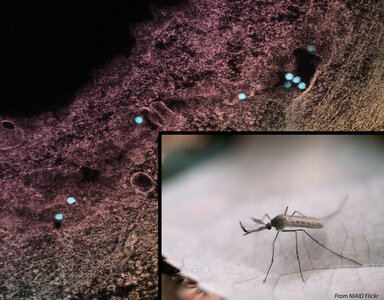 Bottom right is a mosquito. Covering the rest of the image is a brown, webby-looking material with small turquoise dots on it.