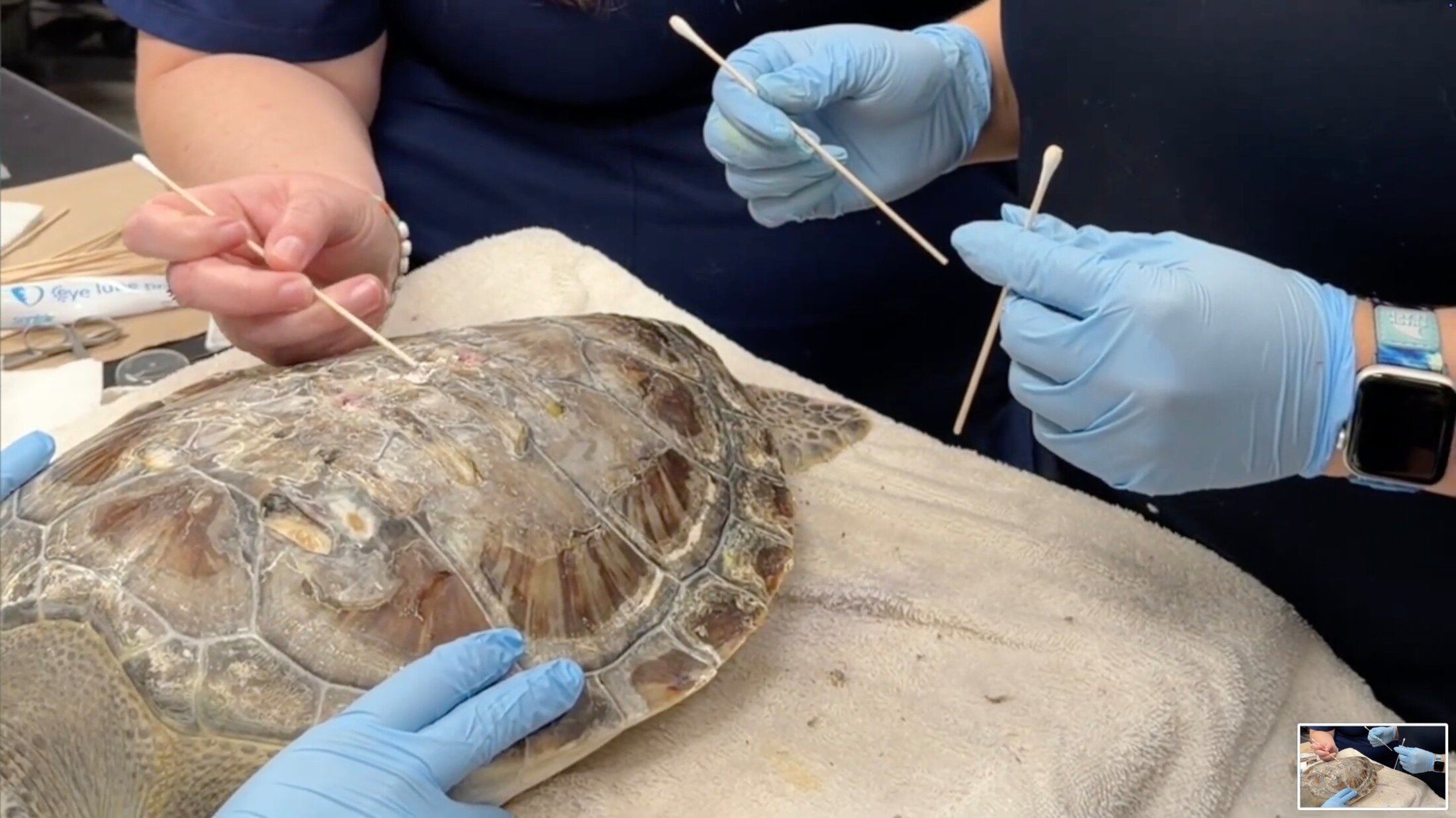 Screenshot from a SC Aquarium video. A woman using a cotton tipped stick to apply Restrata to Rose the sea turtle's shell.
