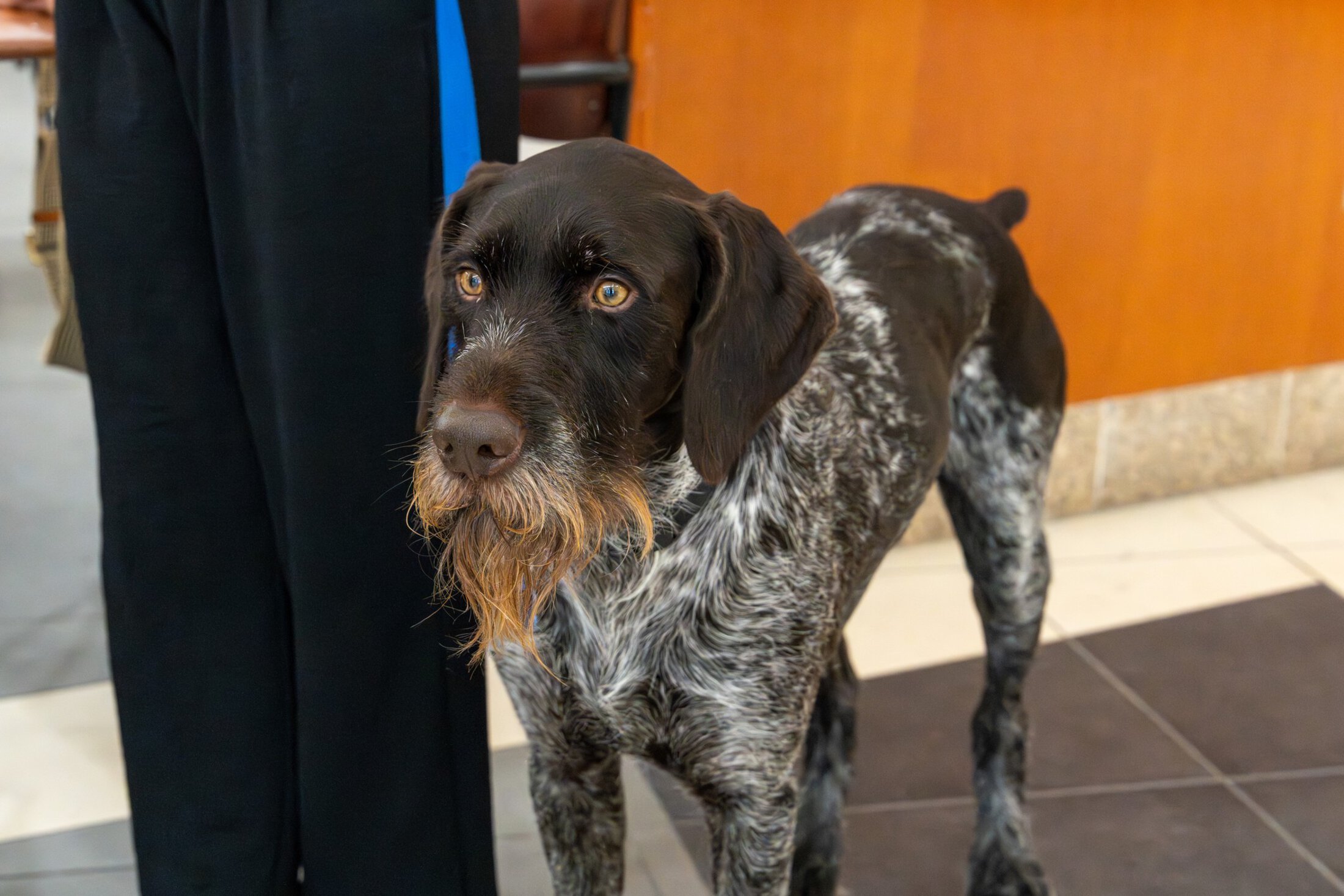A German wirehaired pointer watches the goings-on from beside his owner.