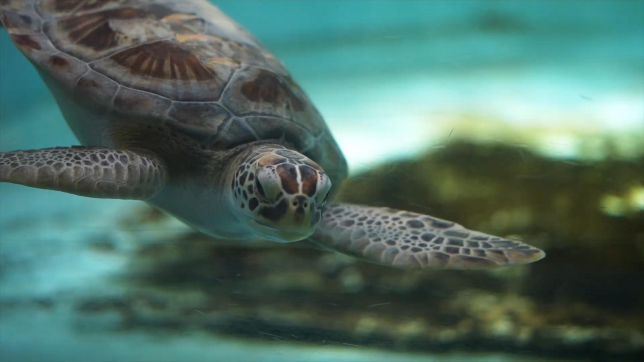 A sea turtle swims in turquoise water. Its eyes are open and its flippers are out.