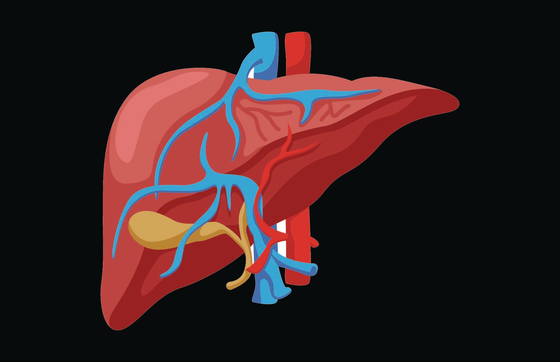 Red, blue and yellow illustration of a liver on a black background