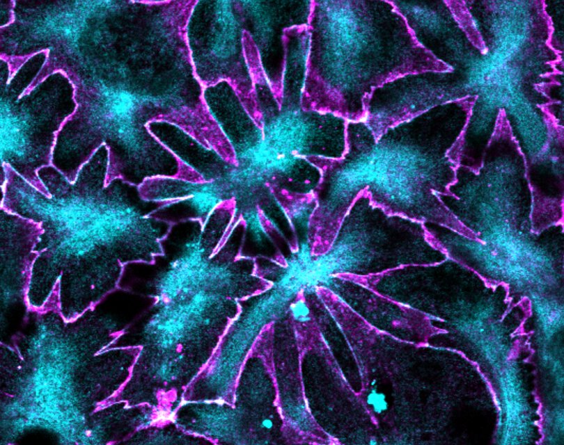 Regenerative medicine cell biology scan image