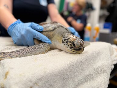 A sea turtle lies on a tan towel. Her head is the focus of hte picture. She has large dark eyes and a tortoise-shell-type pattern on her skin and shell. Hands wearing blue gloves are holding her.