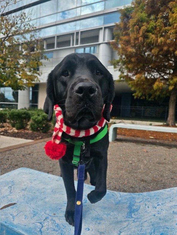 Black Lab Therapy Dog wearing Christmas collar
