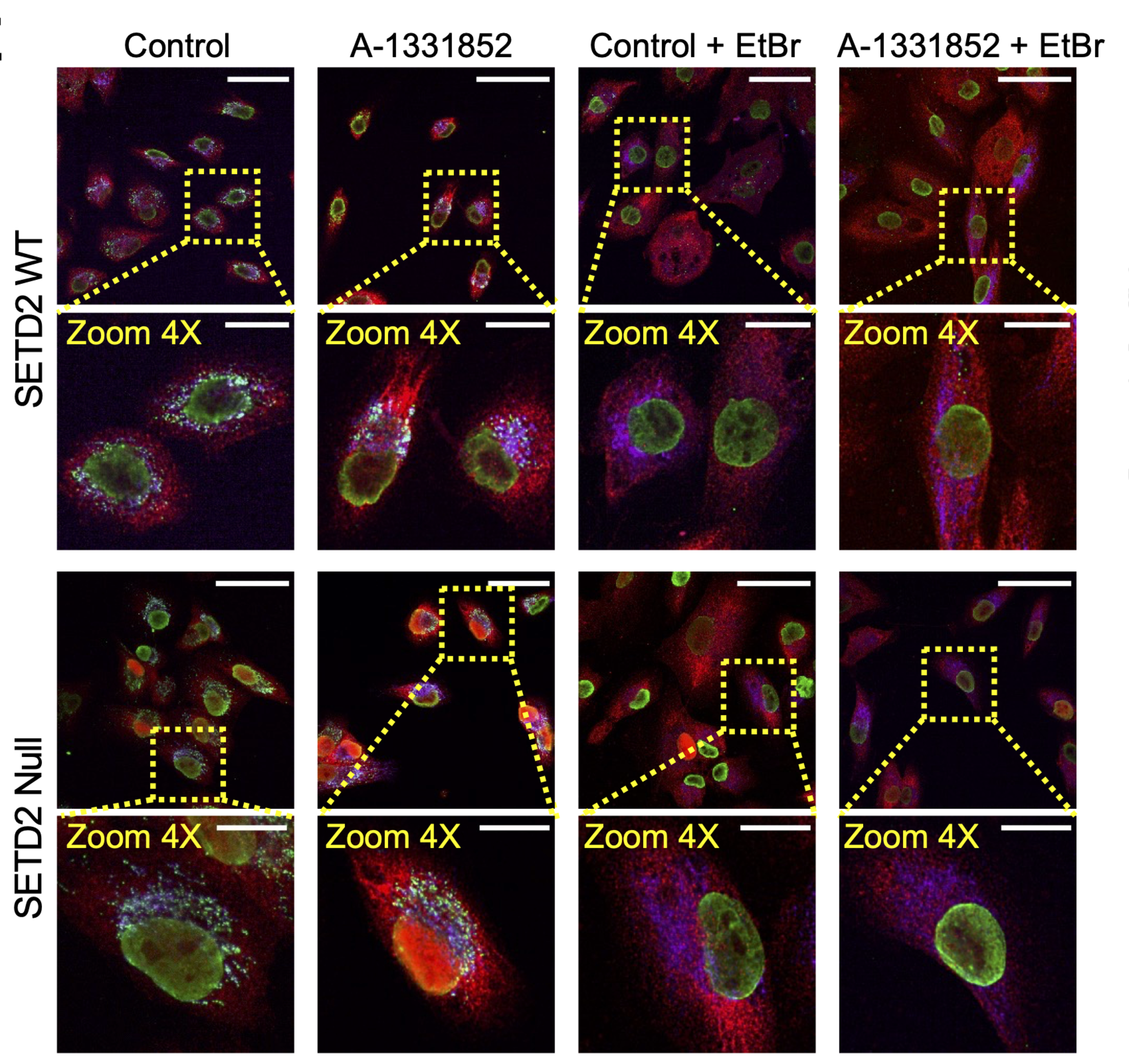Four rows and four columns of microscopy images showing cells reacting to the addition of different compounds.