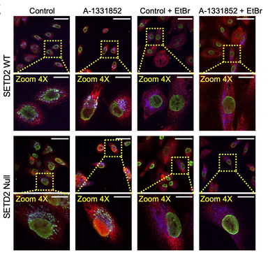 Four rows and four columns of microscopy images showing cells reacting to the addition of different compounds.