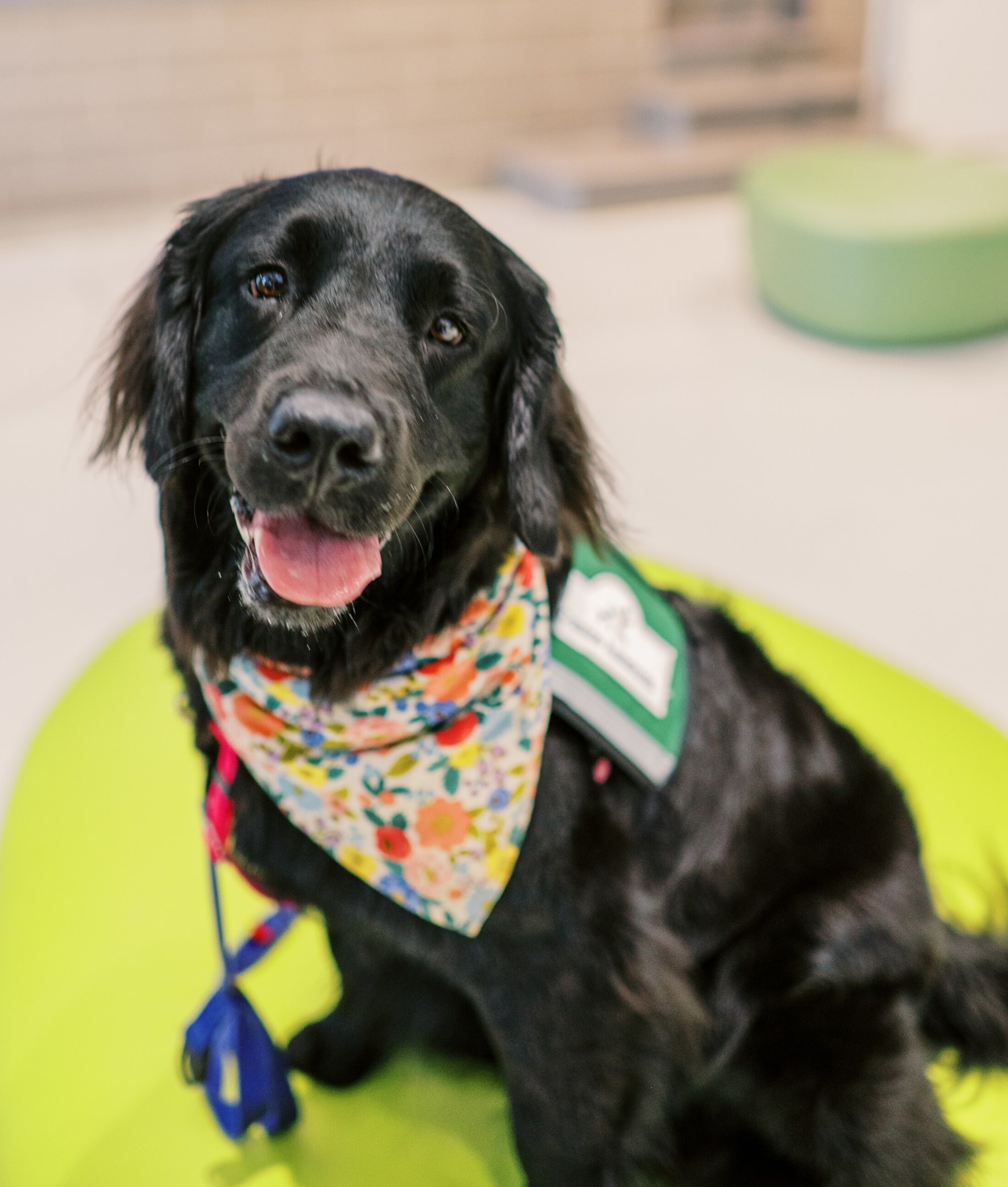 Zelda headshot SJCH card therapy dog headshot