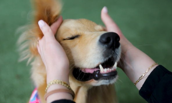 Therapy dog golden lab ear wiggle