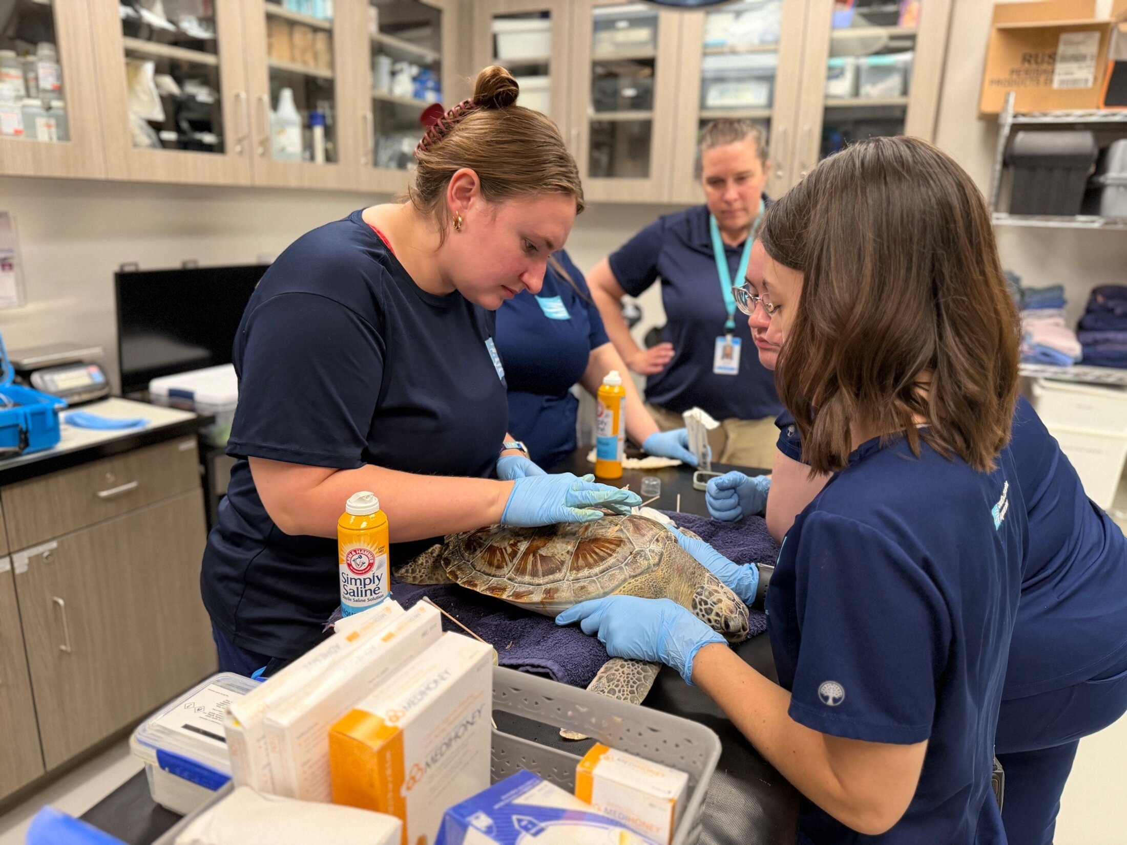 A woman wearing a blue t-shirt leans forward as she looks at a sea turtle on an exam table. Four other woman are watching and helping.