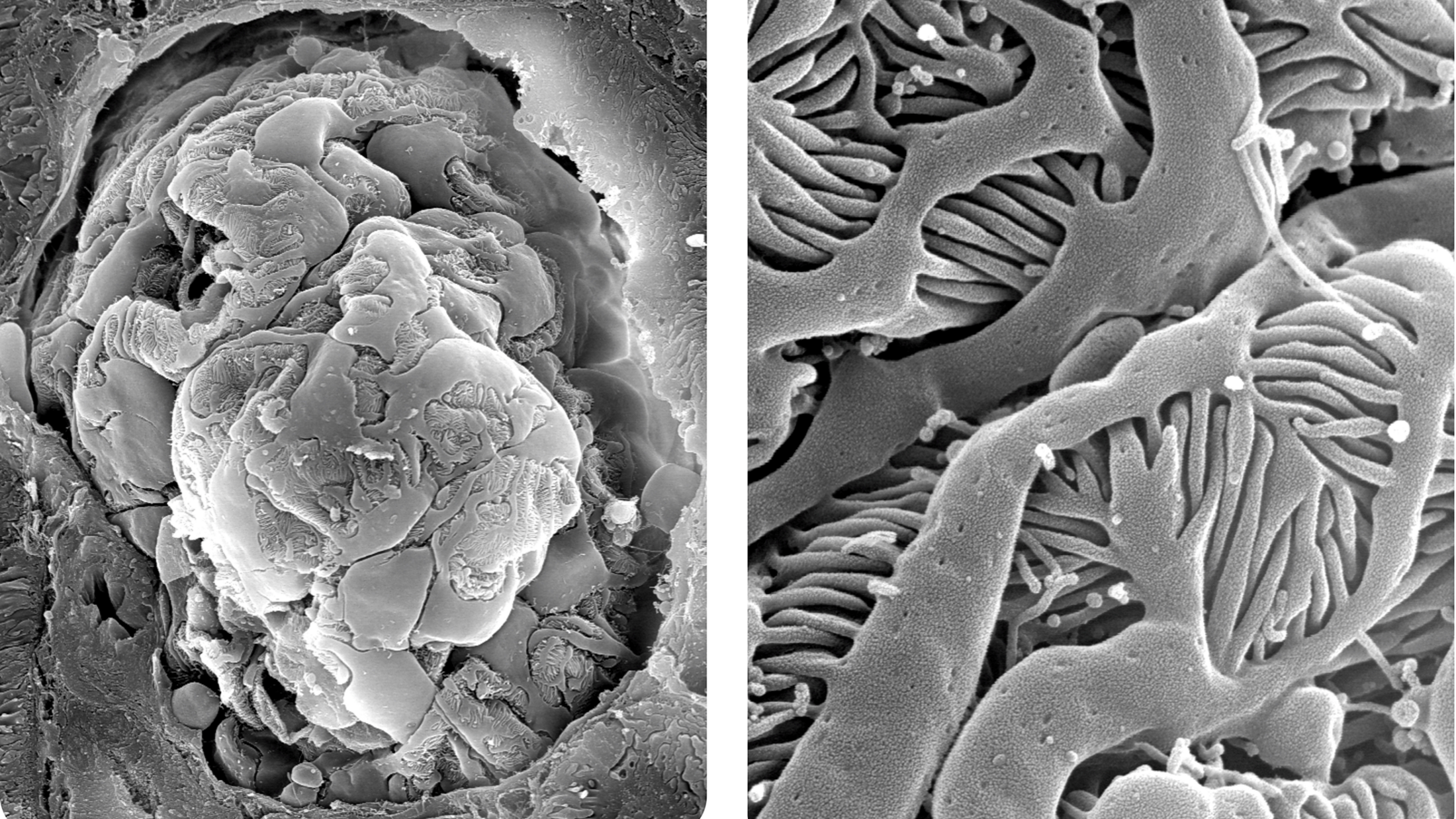 cells