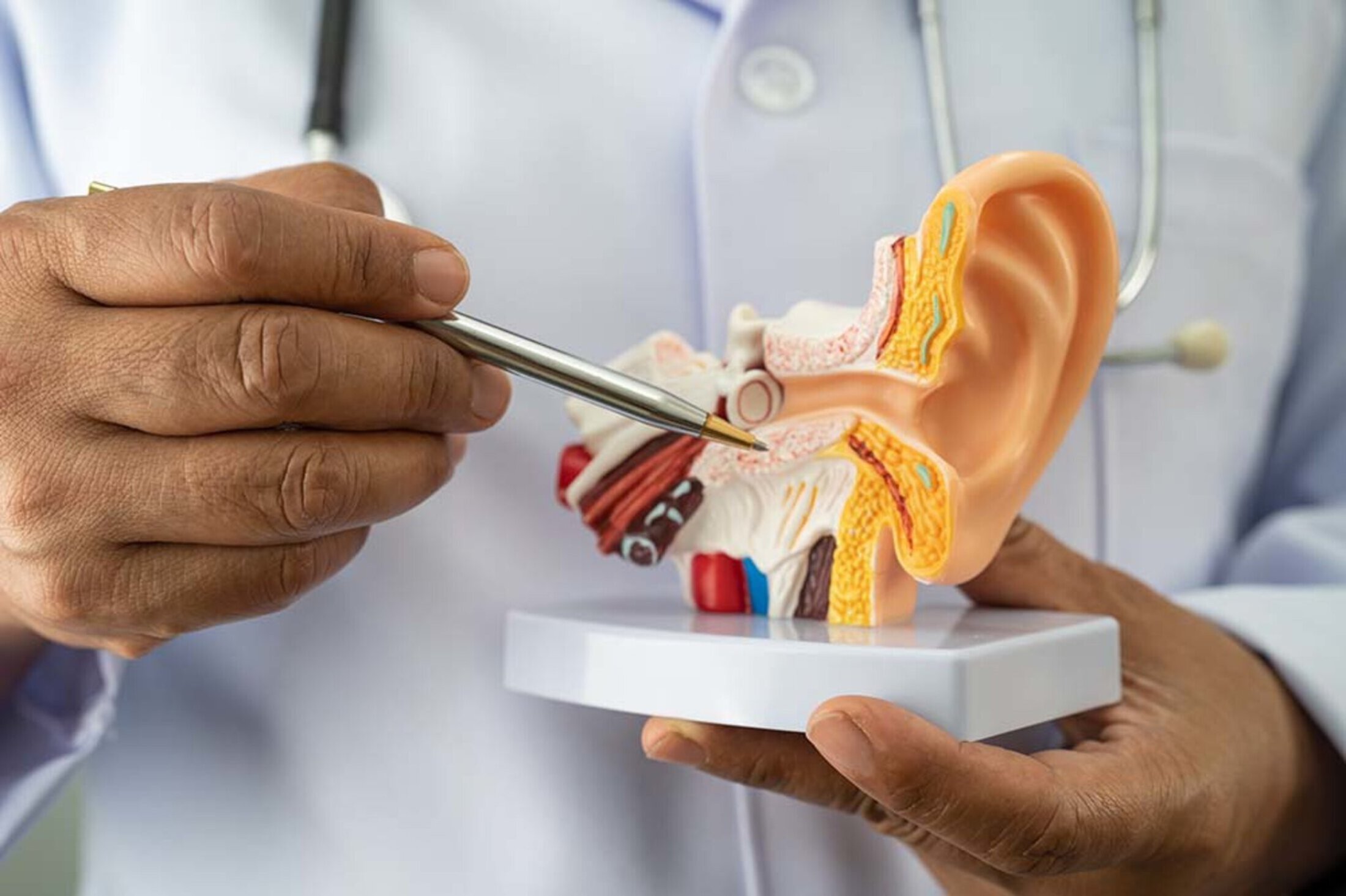 Close-up of a medical professional holding an anatomical ear model and pointing to the inner ear structures with a pen, illustrating ear anatomy during an explanation.