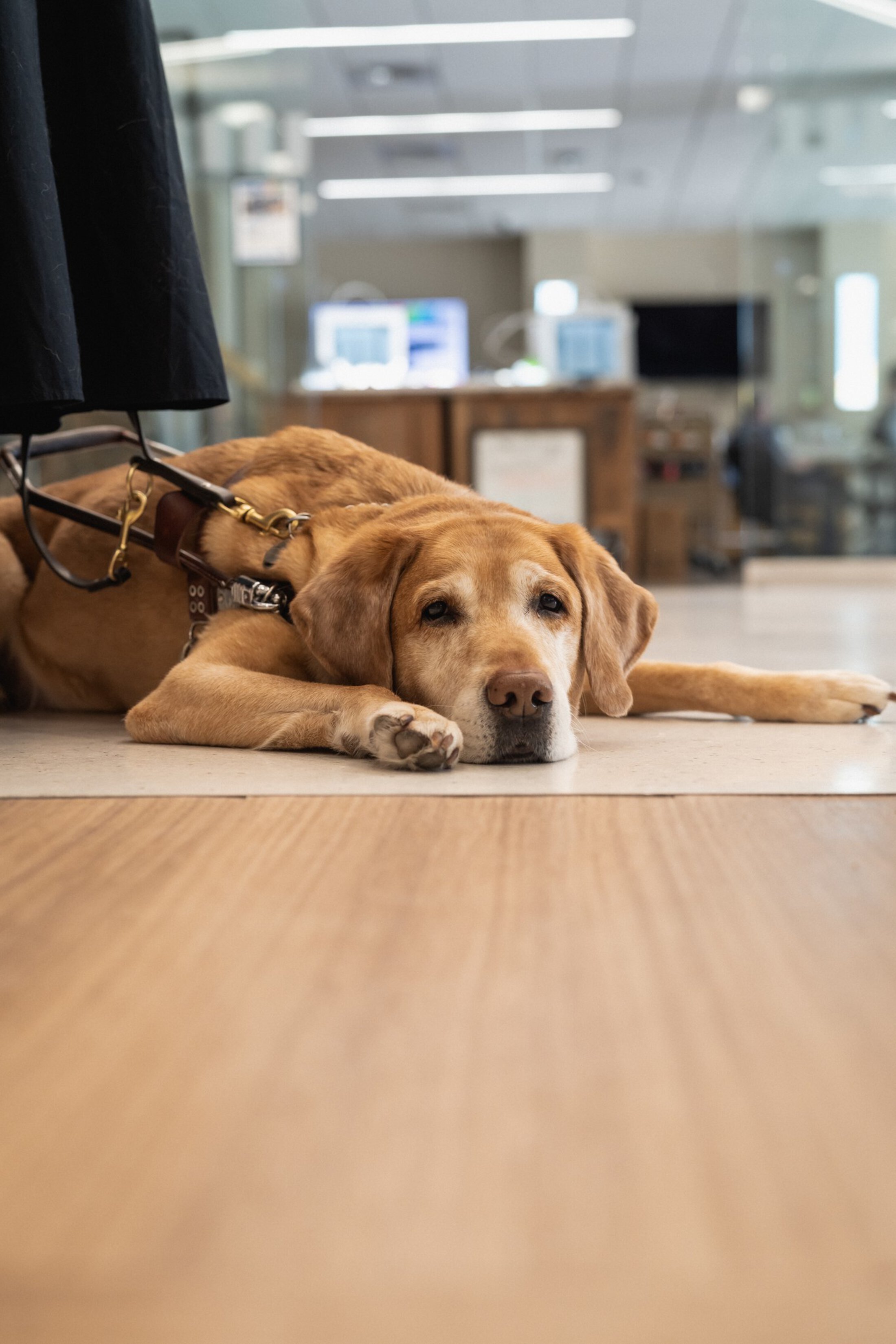 A sleepy looking reddish colored dog lies on the floor. He is wearing a harness.