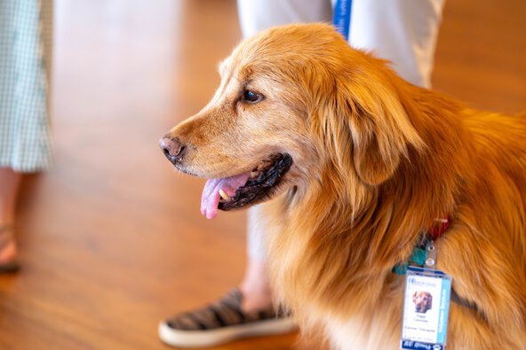 A dog wears a badge identifying it as a pet therapy dog at MUSC.