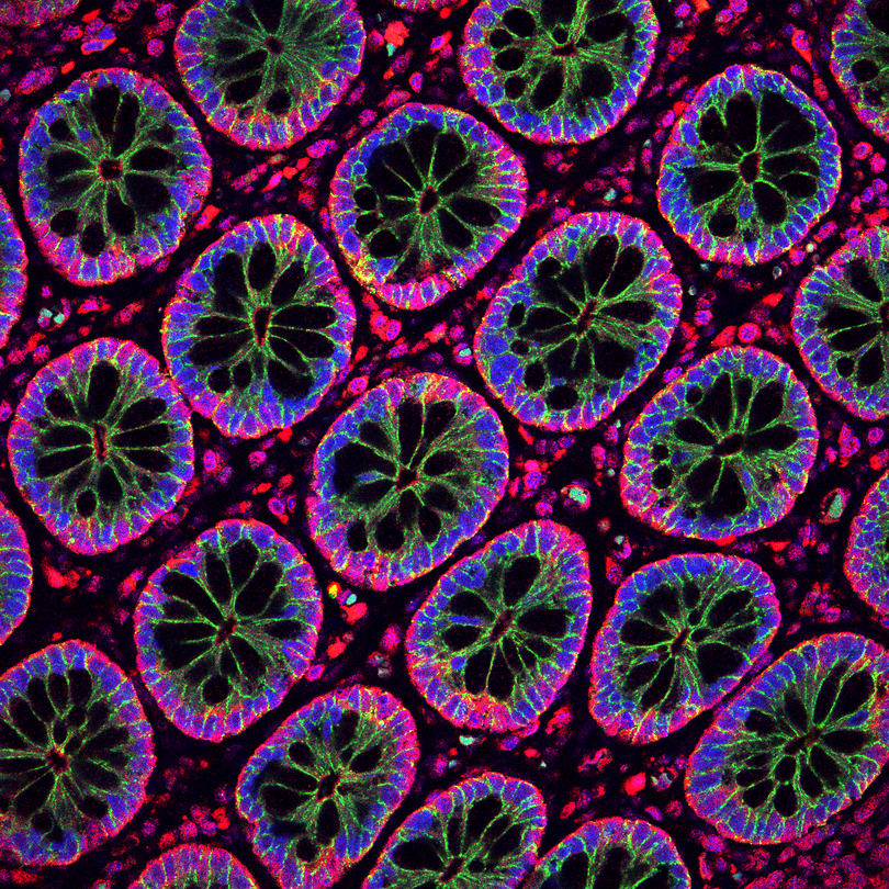 Regenerative medicine cell biology image of many cells