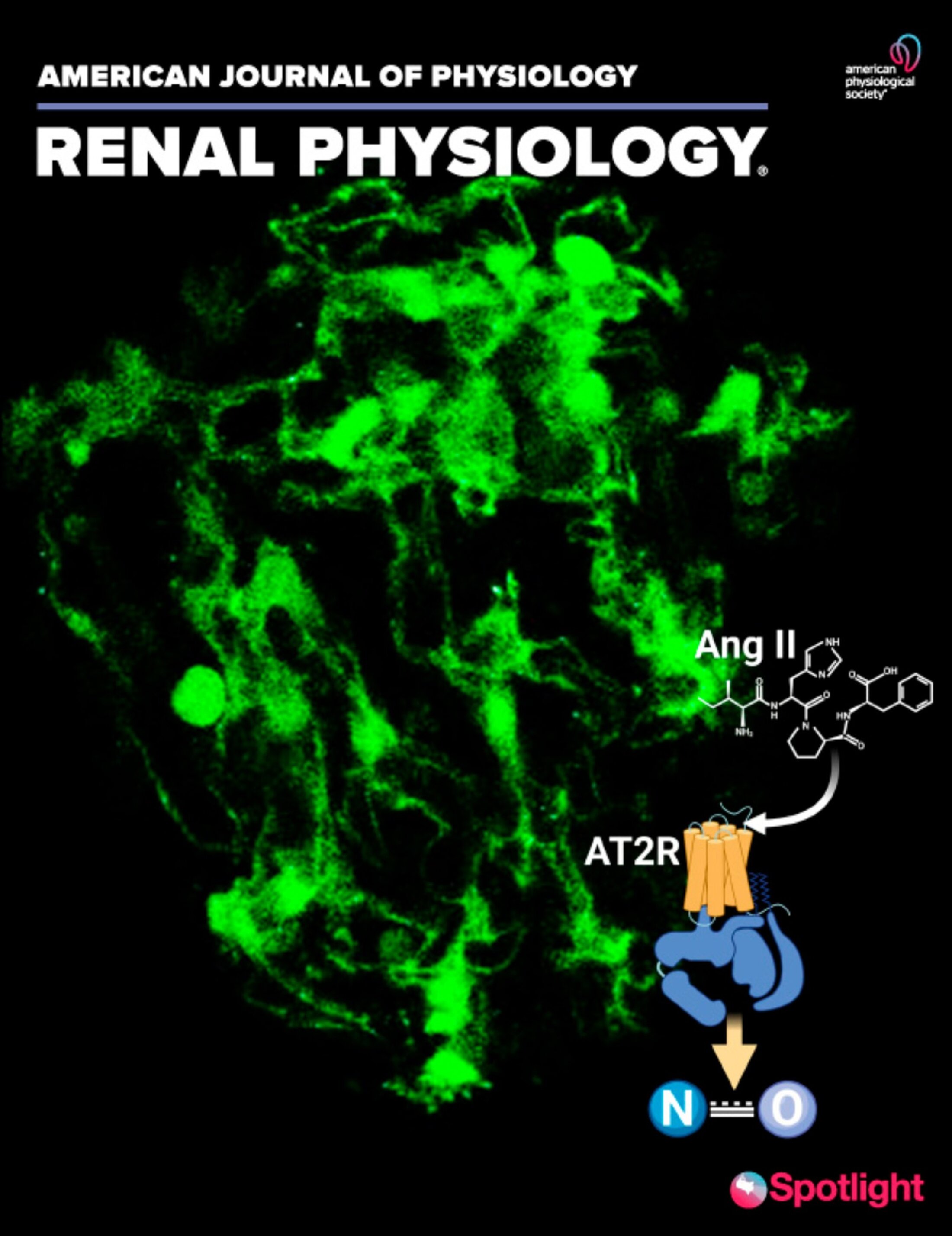 Renal Physiology Journal Cover