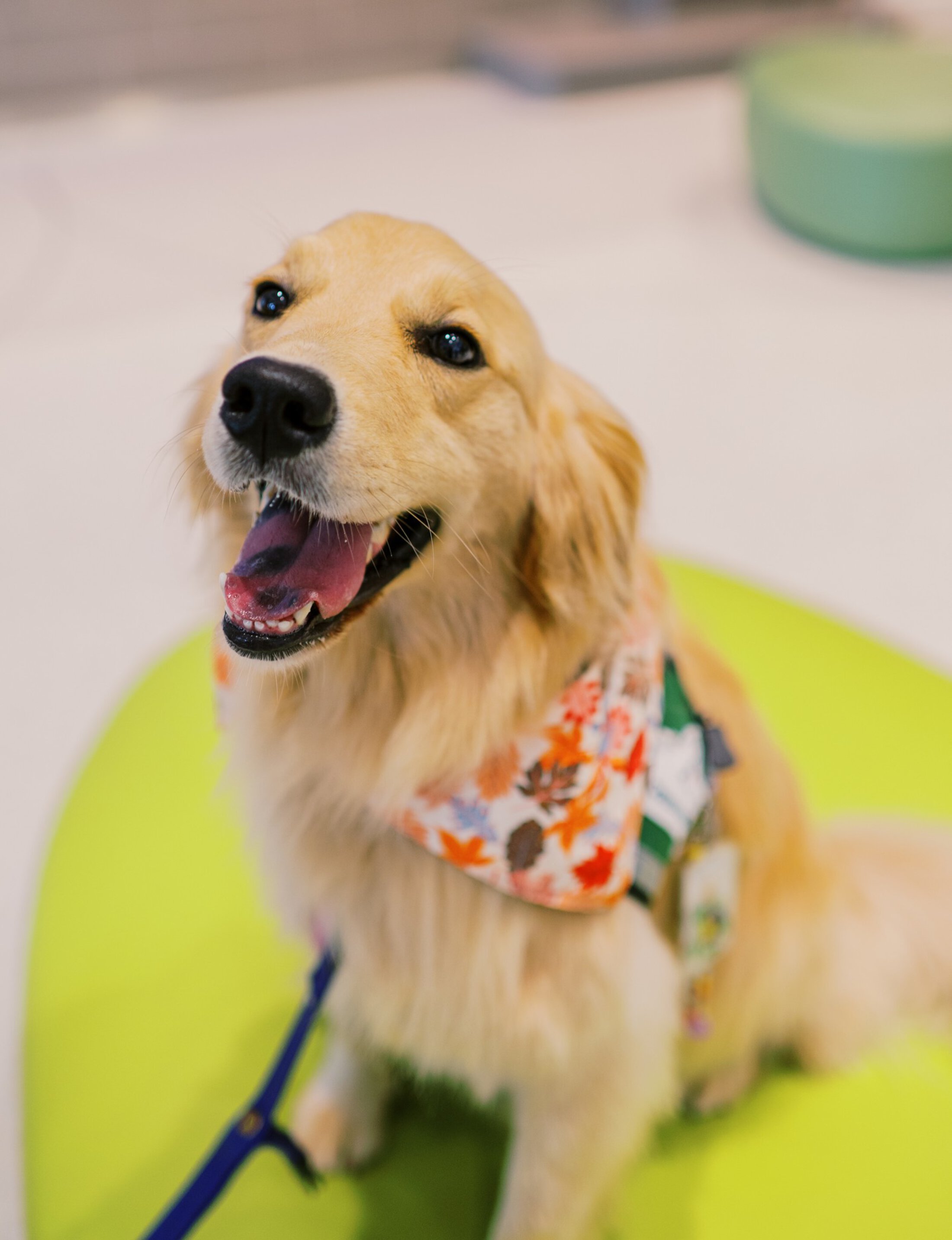 Cher head shot therapy dog playing card