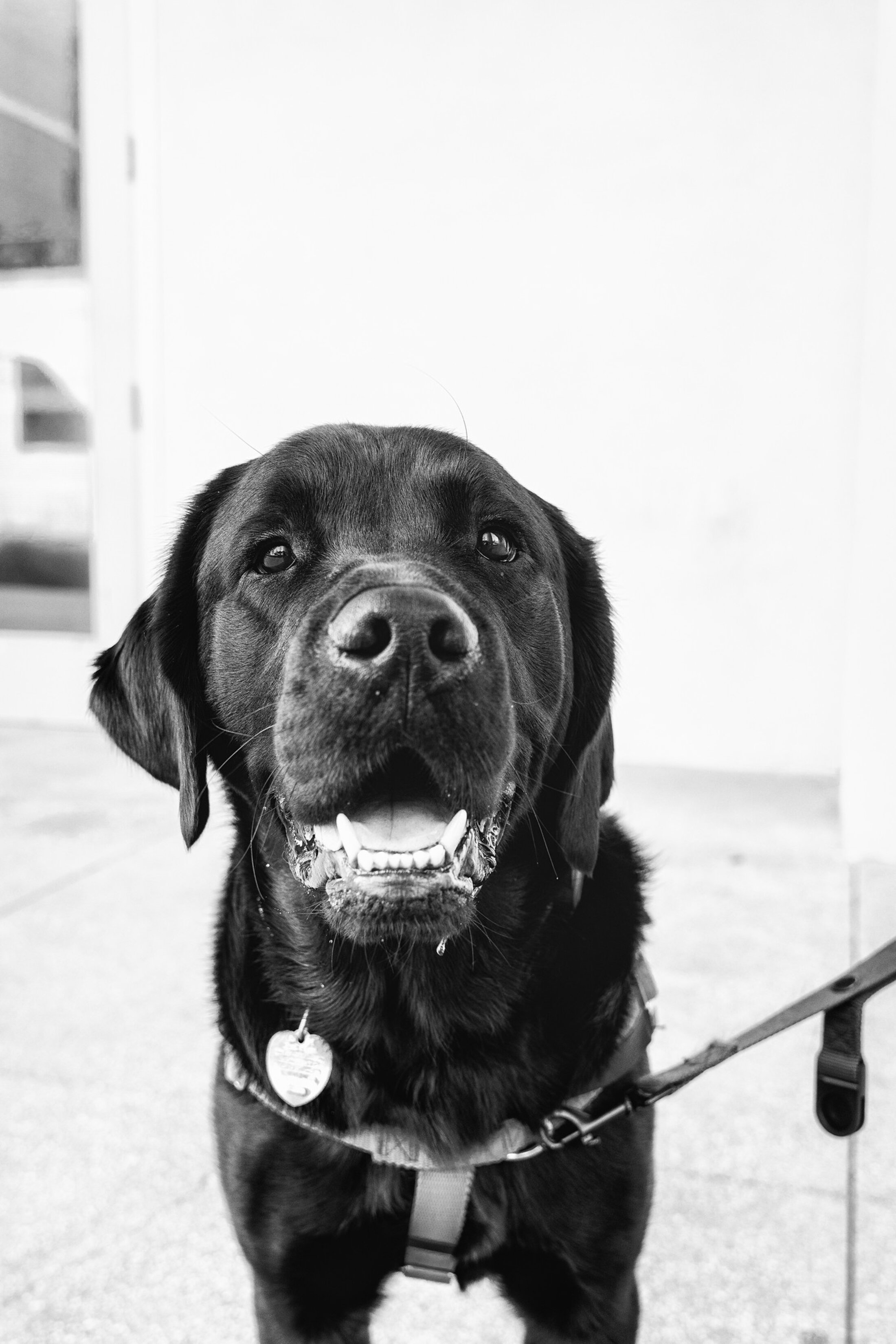 Garth trading card therapy dog headshot