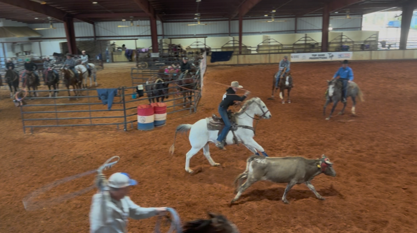 Two riders on horses lasso a cow in a rodeo ring.
