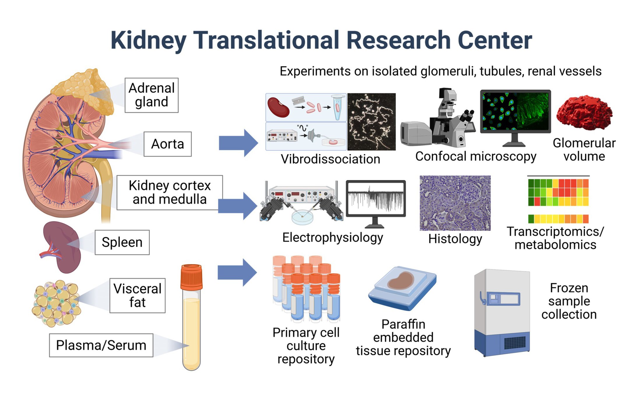 Illustration of the Kidney Translational Research Center’s human tissue and sample processing workflow, showing kidney, adrenal gland, aorta, spleen, visceral fat, and plasma/serum samples used for studies of isolated glomeruli, tubules, and renal vessels. Techniques and resources include vibrodissociation, electrophysiology, confocal microscopy, glomerular volume analysis, histology, transcriptomics and metabolomics, primary cell culture repository, paraffin-embedded tissue repository, and frozen sample collection